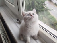 British Shorthair Dişi Uyguna