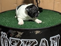 Anatomi güzeli french bulldog yavrularımız