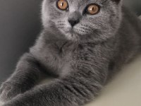 3 aylık british shorthair
