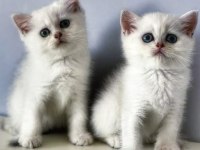 SAFKAN SCOTTİSH FOLD & BRİTİSH SHORTHAİR KEDİLER