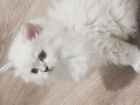 Yavru kedilerimin iddiasına bi bakın