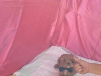 POODLE KALİTESİNDE CAVAPOO YAVRULARIMIZ