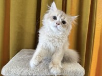 British longhair kedimiz paşa