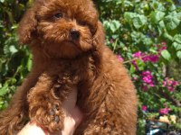 Red toy poodle yavrularımız