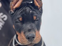 Europan FCİ federasyonlu doberman yavruları