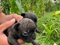 A KALİTE FRENCH BULLDOG YAVRULARI YALOVA