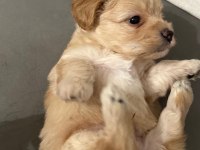 23 mayıs doğumlu maltipoo yavrularım