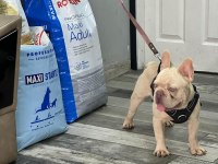 Aslan parçası kimbo fluffy L4 carrier