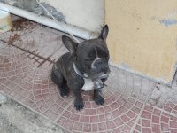 Fransız Bulldog