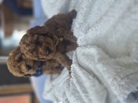 Toy poodle teslime hazır