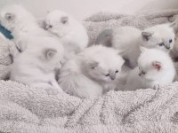 25 günlük british longhair yavru