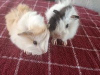 GUINEA PIG YAVRULARI