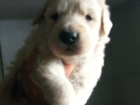 30 günlük orjinal baby face golden retriever yavrumuz