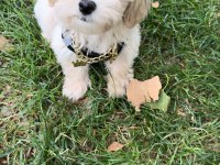 Maltipoo erkek 4 aylık
