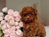 Yuva Arayan Bebek Poodle