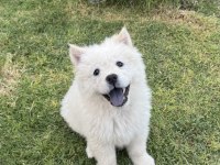 3 aylık dişi chow chow (çin aslanı)