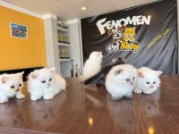 YENİ SCOTTISH FOLD YAVRULAR BRITISH YAVRULAR ANKARA 