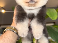 Pomeranian Boo Ayı Yüz
