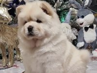 Şirin Çin Aslanı (Chow Chow) Yavrularım
