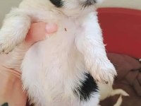 Shih tzu yavruları 0_3 aylık