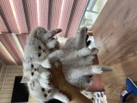 Scottish fold yeni yuvaları için hazırlar