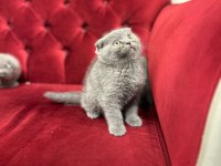 Scottish fold yavru kedilerimiz