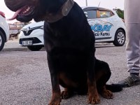 1 buçuk yaşındaki aktif erkek rottweiler