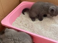 27 Temmuz doğumlu gri scottish fold yavrular