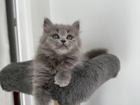 Gri British shorthair cinsi yavrumuza yuva arıyoruz
