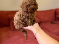 Sevimli Toy Poodle Yavrularımız Yeni Ailelerini Arıyor