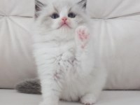 Full şecereli ragdoll yavruları