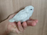 Yavru forpus papağanı
