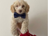 Maltipoo yavrular