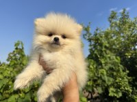 POMERANİAN BOO KÖPEKLER