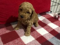İstanbul Ankara Safkan Toy Poodle Yavruları