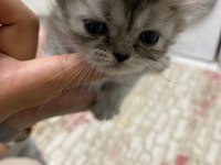 Chinchilla yavrumuz 40 günlük