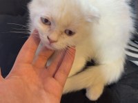 Kırık kulak beyaz british shorthair yavrumuz
