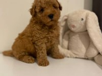 Red brown ev ortamı bebeklerimiz toy poodle