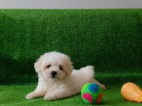 Orijinal Maltese Yavrularımız