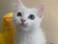 Scottish fold ve british shorthair yavruları
