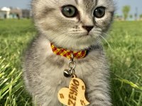 4 aylık scottish fold