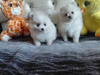 Pomeranian boo 55 günlük yavrularım