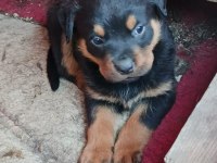 Irk garantili rottweiler yavruları