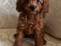 Toy Poodle 2 Aylık