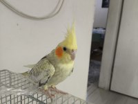 Sahibinden evcil dişi 9 aylık 2 tane sultan papağanı