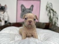FULL EXOTİC ÜST DÜZEY FRENCH BULLDOG YAVRULARIM