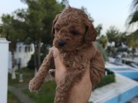 Toy poodle köpeğimiz