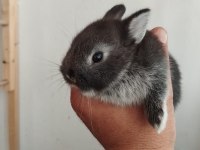 Safkan hollanda black silver cüce tavşanlar