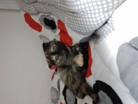 Yavru scottish fold kediler acil mama karşılığıda olur