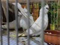 Süt beyaz albino kırmızı göz sultan papağanı yavrular